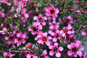 - Leptospermum scoparium 'Kiwi' New Zealand Tea Tree - Mr Maple │ Buy Japanese Maple Trees