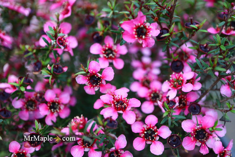 - Leptospermum scoparium 'Kiwi' New Zealand Tea Tree - Mr Maple │ Buy Japanese Maple Trees