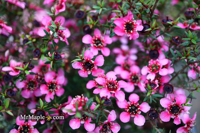 - Leptospermum scoparium 'Kiwi' New Zealand Tea Tree - Mr Maple │ Buy Japanese Maple Trees