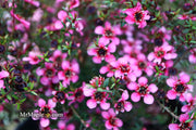 - Leptospermum scoparium 'Kiwi' New Zealand Tea Tree - Mr Maple │ Buy Japanese Maple Trees