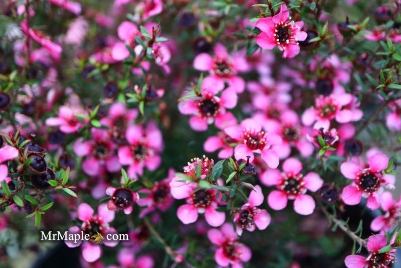 - Leptospermum scoparium 'Kiwi' New Zealand Tea Tree - Mr Maple │ Buy Japanese Maple Trees