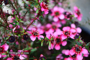 - Leptospermum scoparium 'Kiwi' New Zealand Tea Tree - Mr Maple │ Buy Japanese Maple Trees