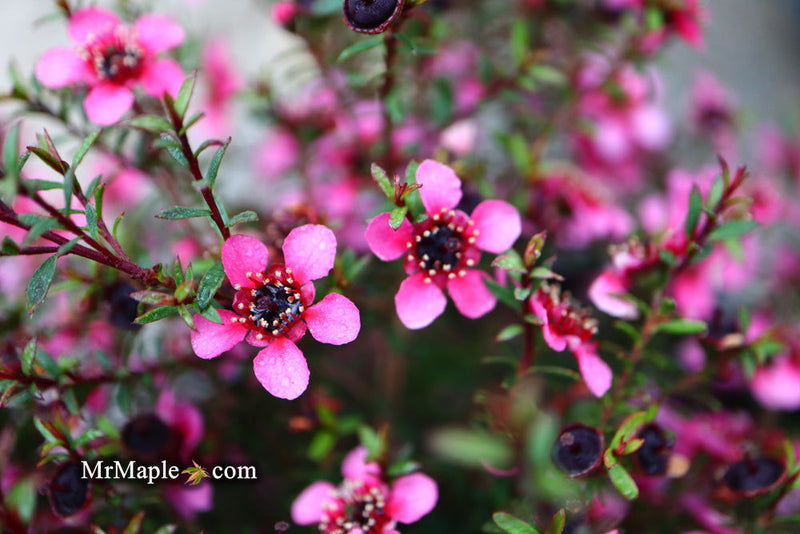 - Leptospermum scoparium 'Kiwi' New Zealand Tea Tree - Mr Maple │ Buy Japanese Maple Trees