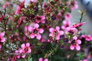 - Leptospermum scoparium 'Kiwi' New Zealand Tea Tree - Mr Maple │ Buy Japanese Maple Trees
