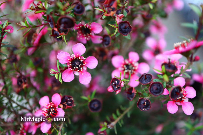 - Leptospermum scoparium 'Kiwi' New Zealand Tea Tree - Mr Maple │ Buy Japanese Maple Trees