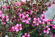 - Leptospermum scoparium 'Kiwi' New Zealand Tea Tree - Mr Maple │ Buy Japanese Maple Trees