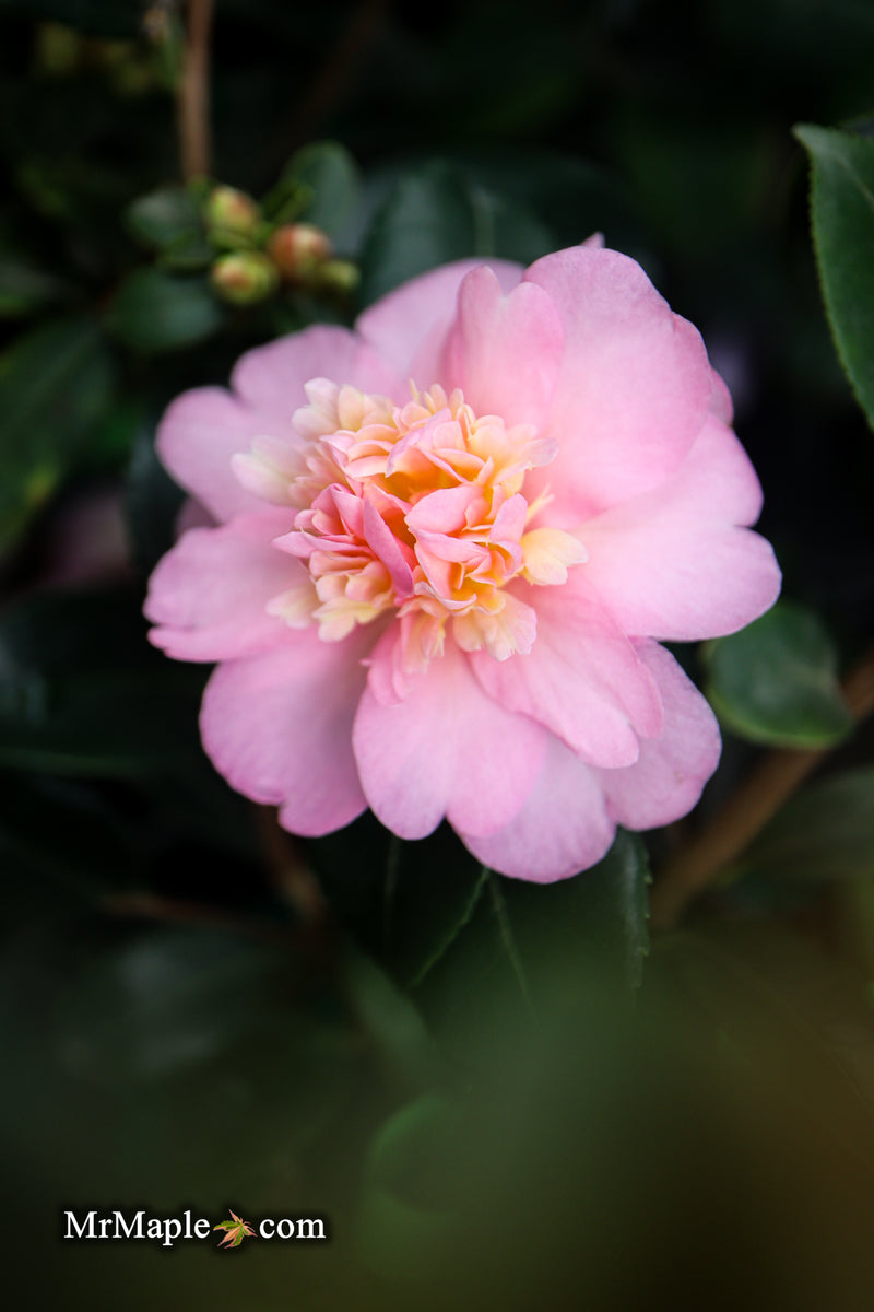 Camellia japonica 'Lester M. Allen' Pink Flowering Camellia