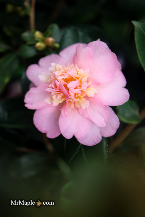 Camellia japonica 'Lester M. Allen' Pink Flowering Camellia