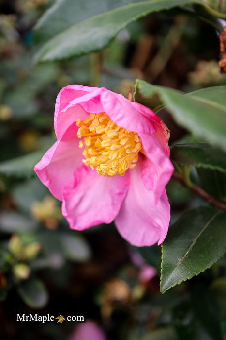 Camellia japonica 'Lester M. Allen' Pink Flowering Camellia