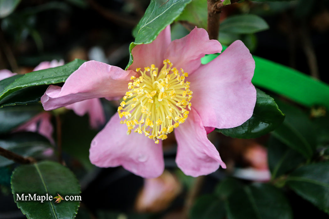 Camellia japonica 'Lester M. Allen' Pink Flowering Camellia