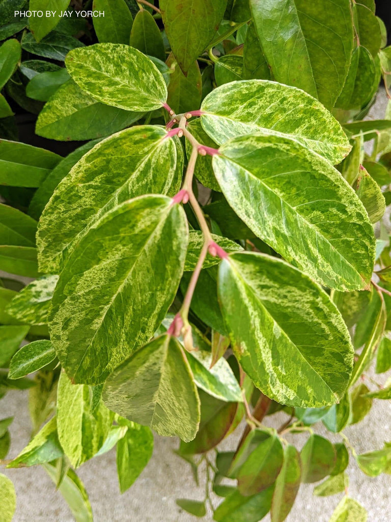 - Leucothoe axillaris 'Dodd's Variegated' Fetterbush - Mr Maple │ Buy Japanese Maple Trees