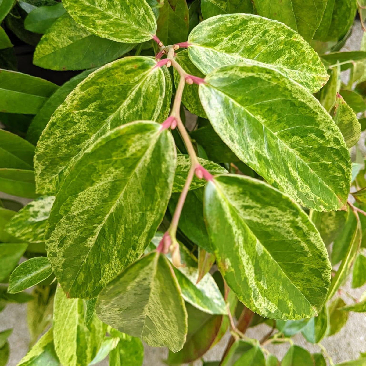 モンステラ・ポトス CARYOTA URENS `VARIEGATED` CARYOTA URENS `VARIEGATED` Fishtail Palm - Caryota Urens