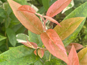 - Leucothoe axillaris 'Dodd's Variegated' Fetterbush - Mr Maple │ Buy Japanese Maple Trees