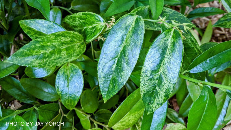 - Leucothoe axillaris 'Dodd's Variegated' Fetterbush - Mr Maple │ Buy Japanese Maple Trees