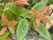 - Leucothoe axillaris 'Dodd's Variegated' Fetterbush - Mr Maple │ Buy Japanese Maple Trees