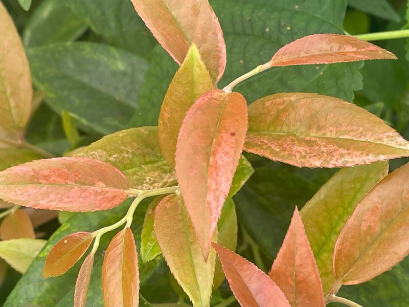 - Leucothoe axillaris 'Dodd's Variegated' Fetterbush - Mr Maple │ Buy Japanese Maple Trees