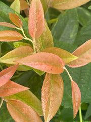 - Leucothoe axillaris 'Dodd's Variegated' Fetterbush - Mr Maple │ Buy Japanese Maple Trees