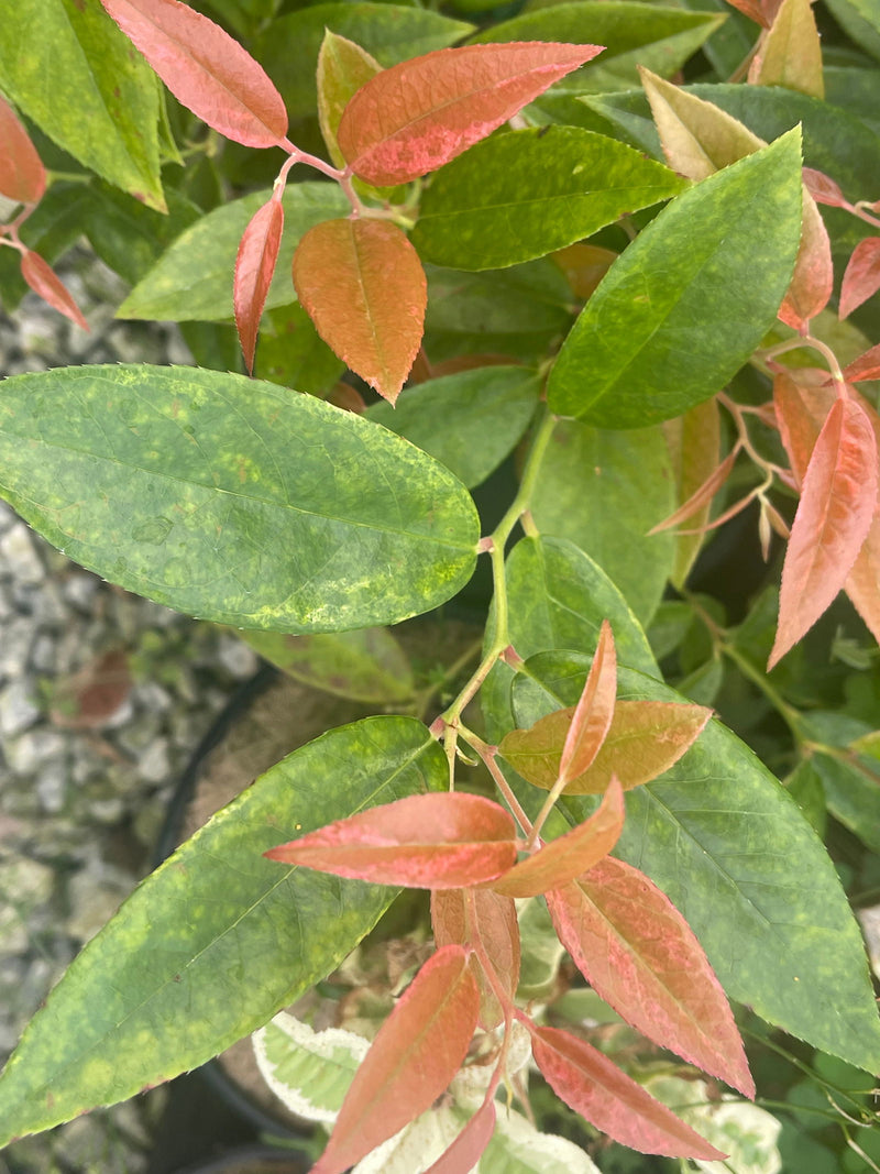 - Leucothoe axillaris 'Dodd's Variegated' Fetterbush - Mr Maple │ Buy Japanese Maple Trees