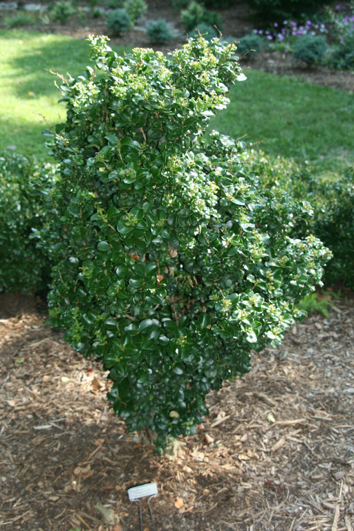 - Ligustrum japonicum 'Rotundifolium' Dwarf Curly Leaf Japanese Privet - Mr Maple │ Buy Japanese Maple Trees