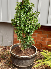- Ligustrum japonicum 'Rotundifolium' Dwarf Curly Leaf Japanese Privet - Mr Maple │ Buy Japanese Maple Trees