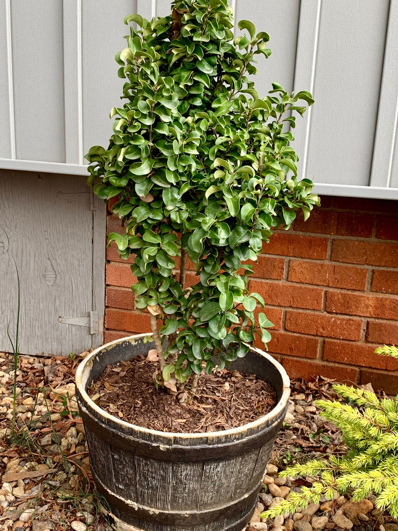- Ligustrum japonicum 'Rotundifolium' Dwarf Curly Leaf Japanese Privet - Mr Maple │ Buy Japanese Maple Trees