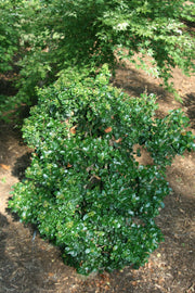 - Ligustrum japonicum 'Rotundifolium' Dwarf Curly Leaf Japanese Privet - Mr Maple │ Buy Japanese Maple Trees