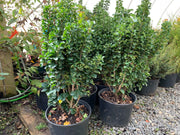 - Ligustrum japonicum 'Rotundifolium' Dwarf Curly Leaf Japanese Privet - Mr Maple │ Buy Japanese Maple Trees
