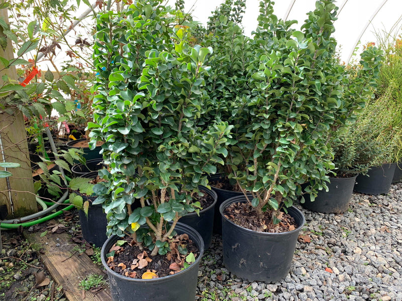 - Ligustrum japonicum 'Rotundifolium' Dwarf Curly Leaf Japanese Privet - Mr Maple │ Buy Japanese Maple Trees