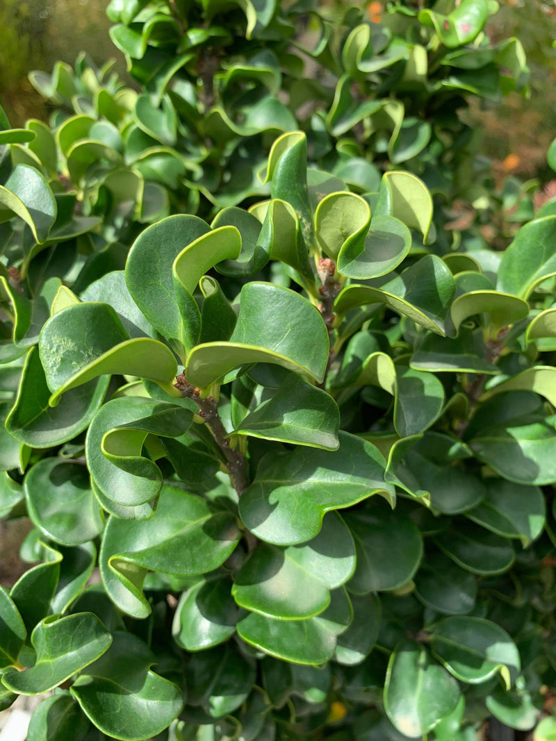 - Ligustrum japonicum 'Rotundifolium' Dwarf Curly Leaf Japanese Privet - Mr Maple │ Buy Japanese Maple Trees