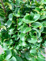 - Ligustrum japonicum 'Rotundifolium' Dwarf Curly Leaf Japanese Privet - Mr Maple │ Buy Japanese Maple Trees