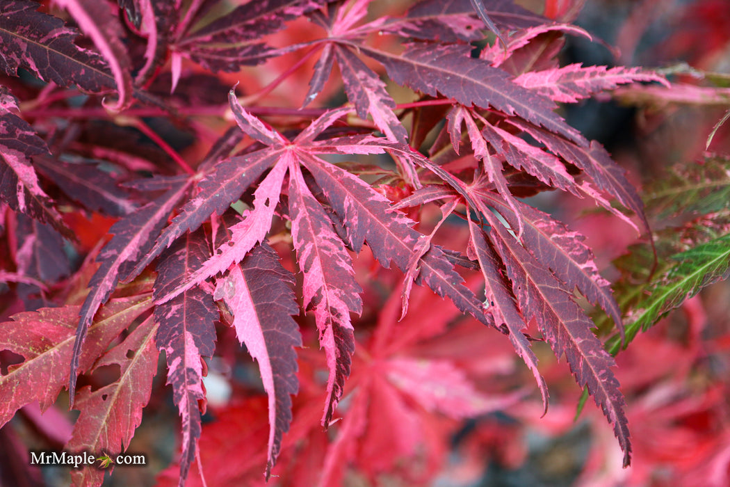 Acer palmatum 'Lileeanne's Jewel' Japanese Maple