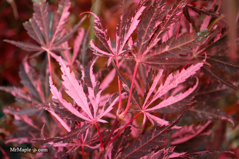 Acer palmatum 'Lileeane's Jewel' Japanese Maple