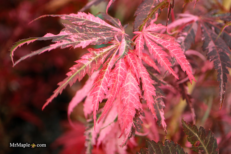 Acer palmatum 'Lileeane's Jewel' Japanese Maple