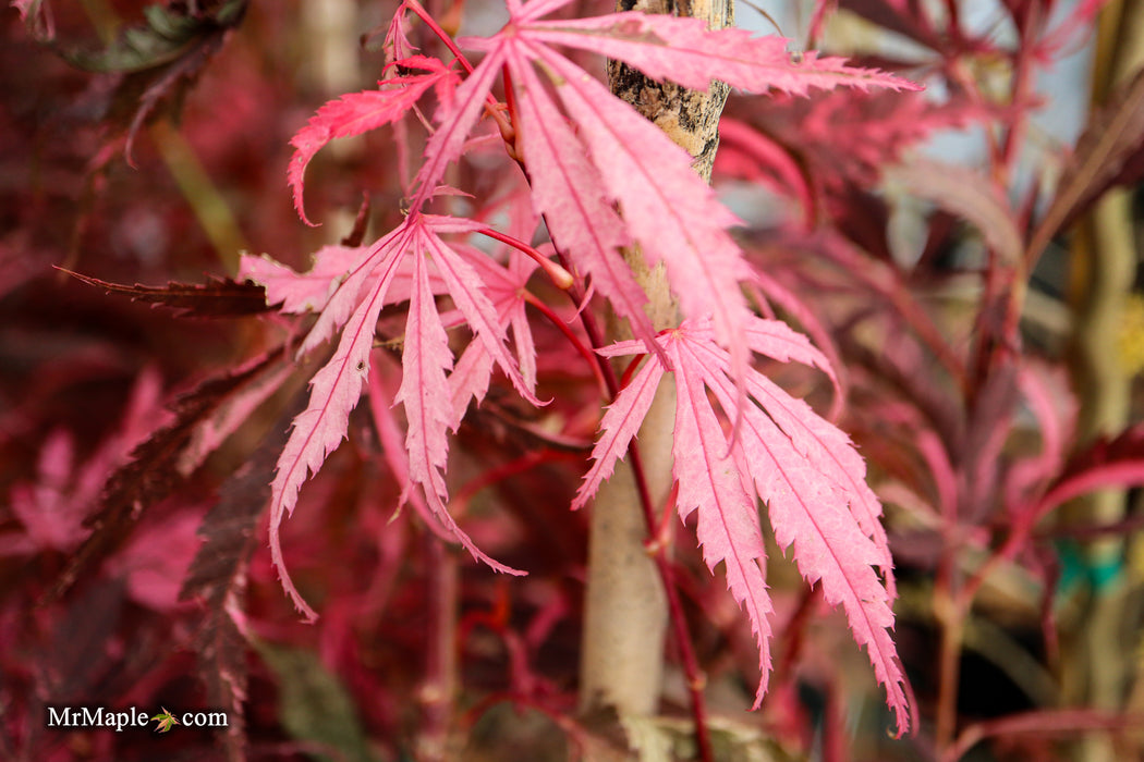 Acer palmatum 'Lileeanne's Jewel' Japanese Maple