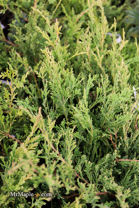 Juniperus horizontalis 'Lime Glow' Creeping Juniper