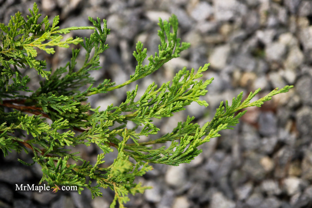 Juniperus horizontalis 'Lime Glow' Creeping Juniper