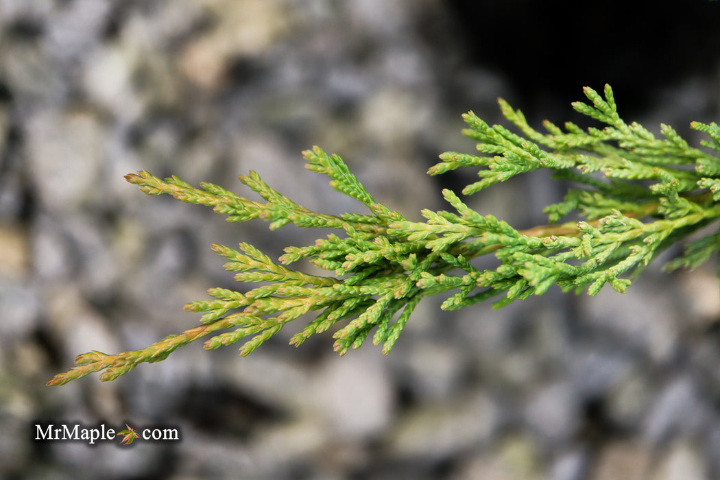 Juniperus horizontalis 'Lime Glow' Creeping Juniper