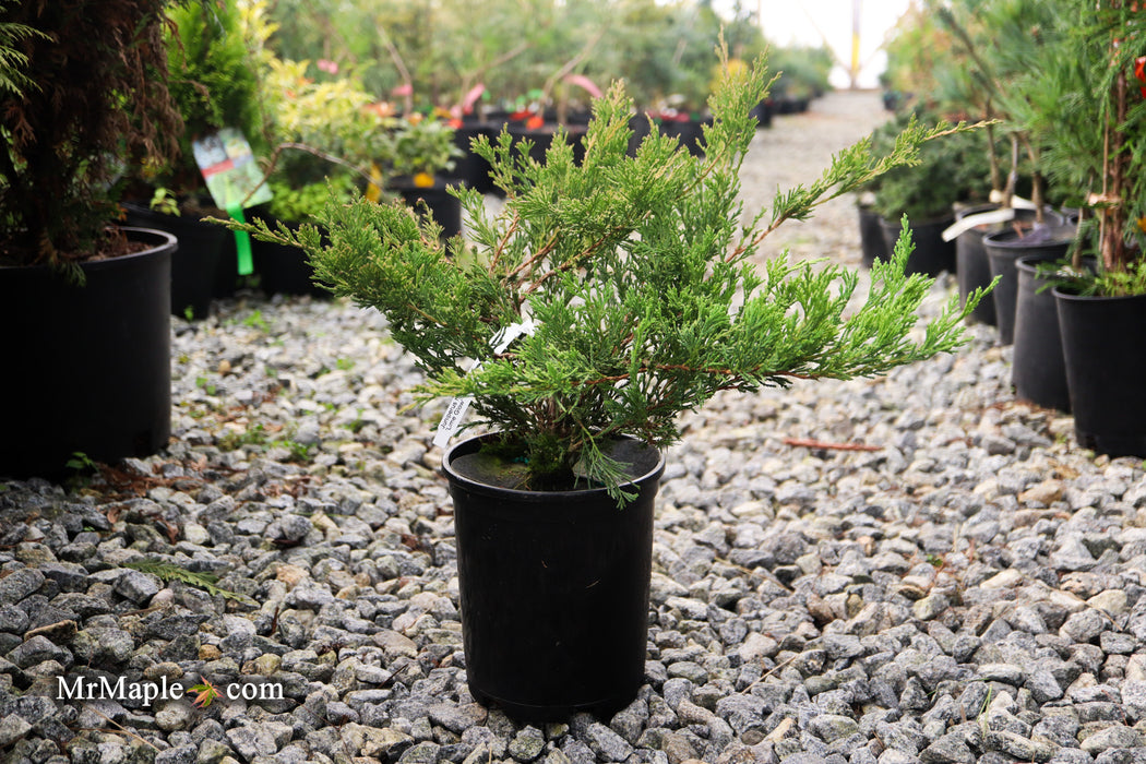 Juniperus horizontalis 'Lime Glow' Creeping Juniper