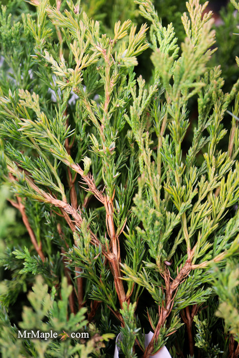 Juniperus horizontalis 'Lime Glow' Creeping Juniper