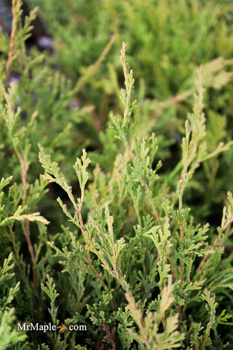 Juniperus horizontalis 'Lime Glow' Creeping Juniper