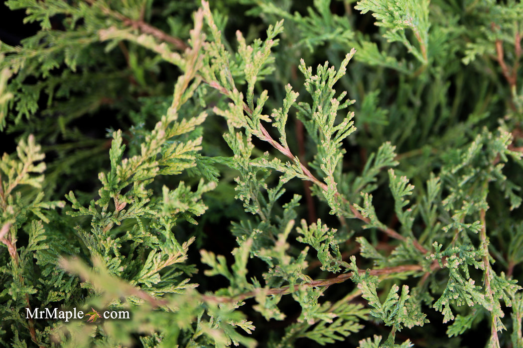 Juniperus horizontalis 'Lime Glow' Creeping Juniper