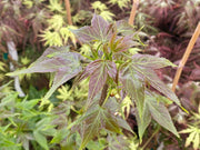 - Liquidambar acalycina 'Burgundy Flush' Rare Changs Sweet Gum - Mr Maple │ Buy Japanese Maple Trees