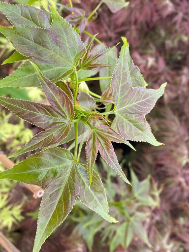 - Liquidambar acalycina 'Burgundy Flush' Rare Changs Sweet Gum - Mr Maple │ Buy Japanese Maple Trees