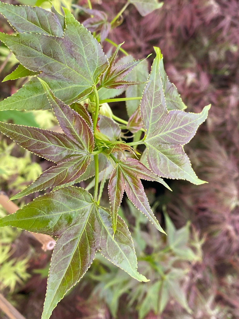 - Liquidambar acalycina 'Burgundy Flush' Rare Changs Sweet Gum - Mr Maple │ Buy Japanese Maple Trees