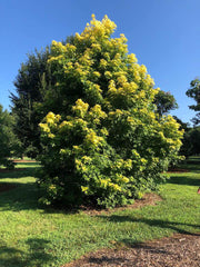 - Liquidambar styraciflua 'Gold Beacon' Rare Golden Sweet Gum - Mr Maple │ Buy Japanese Maple Trees