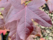 - Liquidambar styraciflua 'Gold Beacon' Rare Golden Sweet Gum - Mr Maple │ Buy Japanese Maple Trees