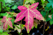 - Liquidambar styraciflua 'Gold Beacon' Rare Golden Sweet Gum - Mr Maple │ Buy Japanese Maple Trees