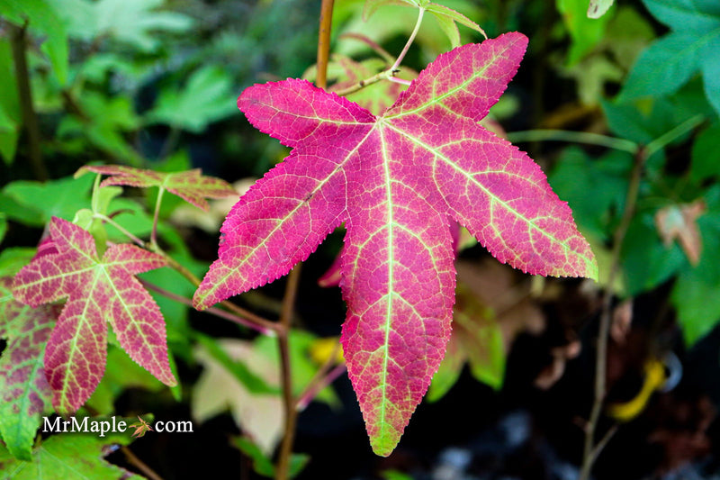- Liquidambar styraciflua 'Gold Beacon' Rare Golden Sweet Gum - Mr Maple │ Buy Japanese Maple Trees