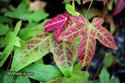 - Liquidambar styraciflua 'Gold Beacon' Rare Golden Sweet Gum - Mr Maple │ Buy Japanese Maple Trees