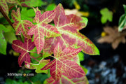 - Liquidambar styraciflua 'Gold Beacon' Rare Golden Sweet Gum - Mr Maple │ Buy Japanese Maple Trees